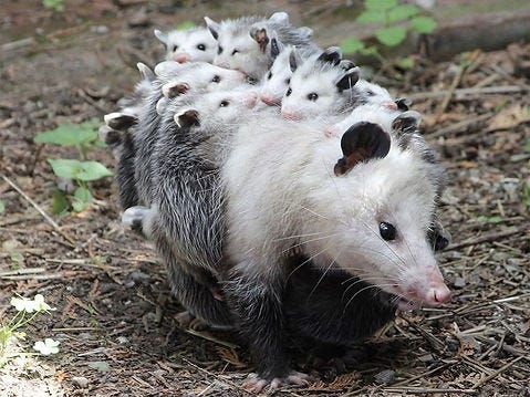 mother Opossum with a litter of babies