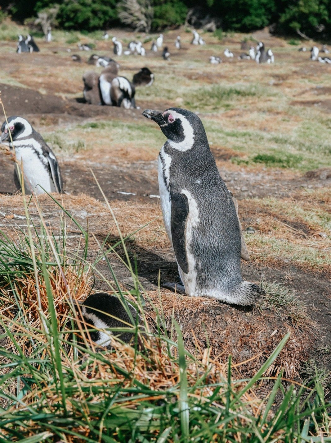 a group of penguins standing on top of a grass covered field