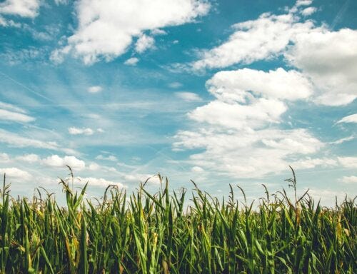 corn field