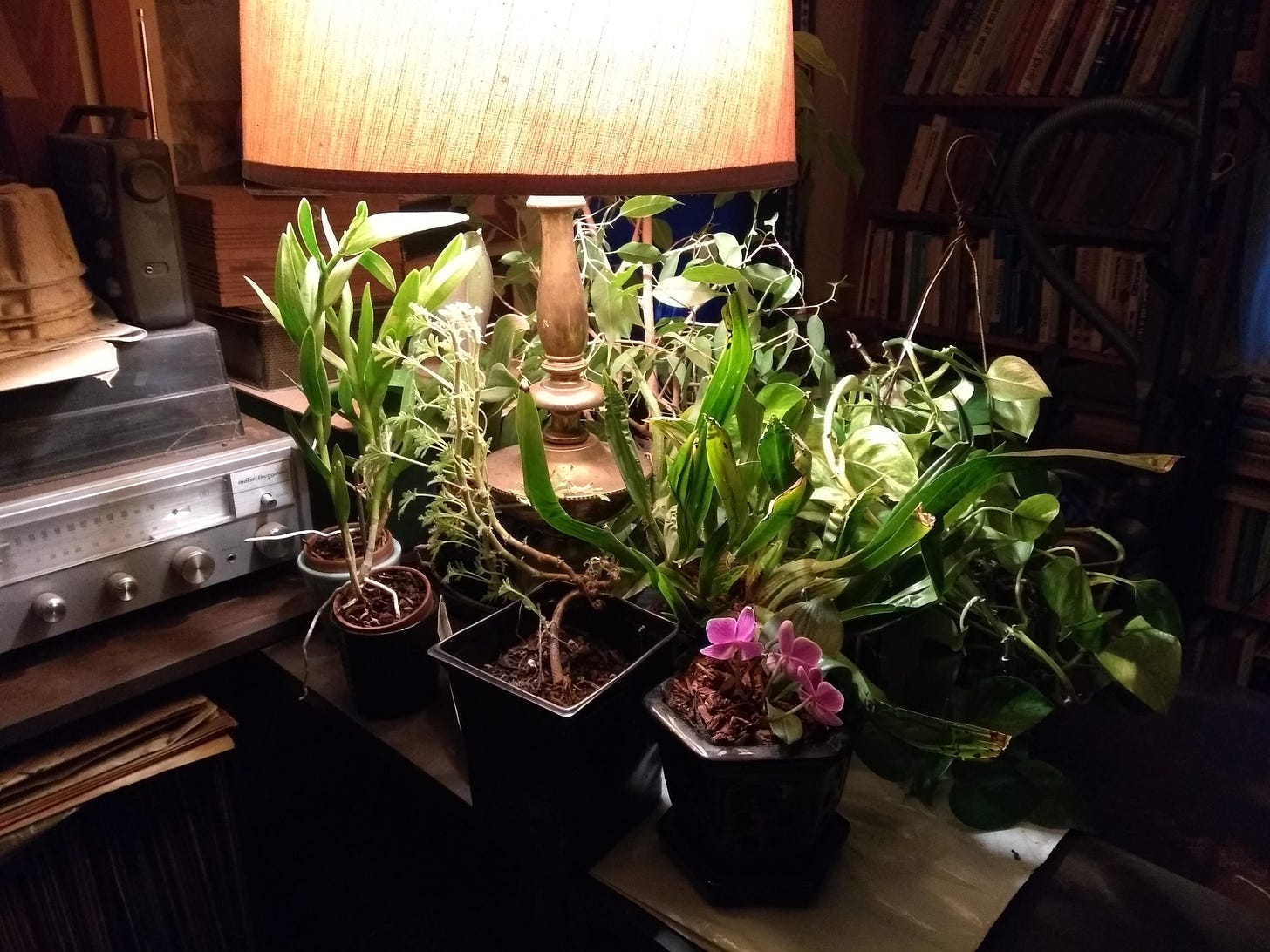 Houseplants clustered around one of the living room lamps