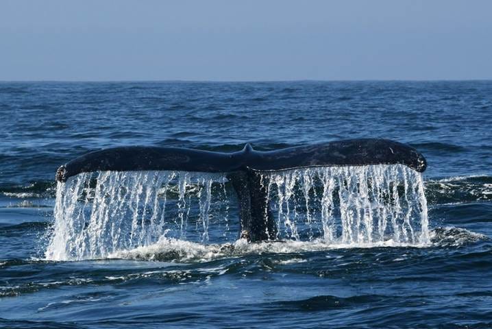 If ratified, the UN high seas biodiversity treaty could build in new hurdles for corporations operating on the high seas.