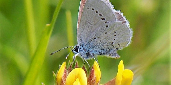 Maintaining a Haven for Wildlife: Ardersier Common and its rare eco-system