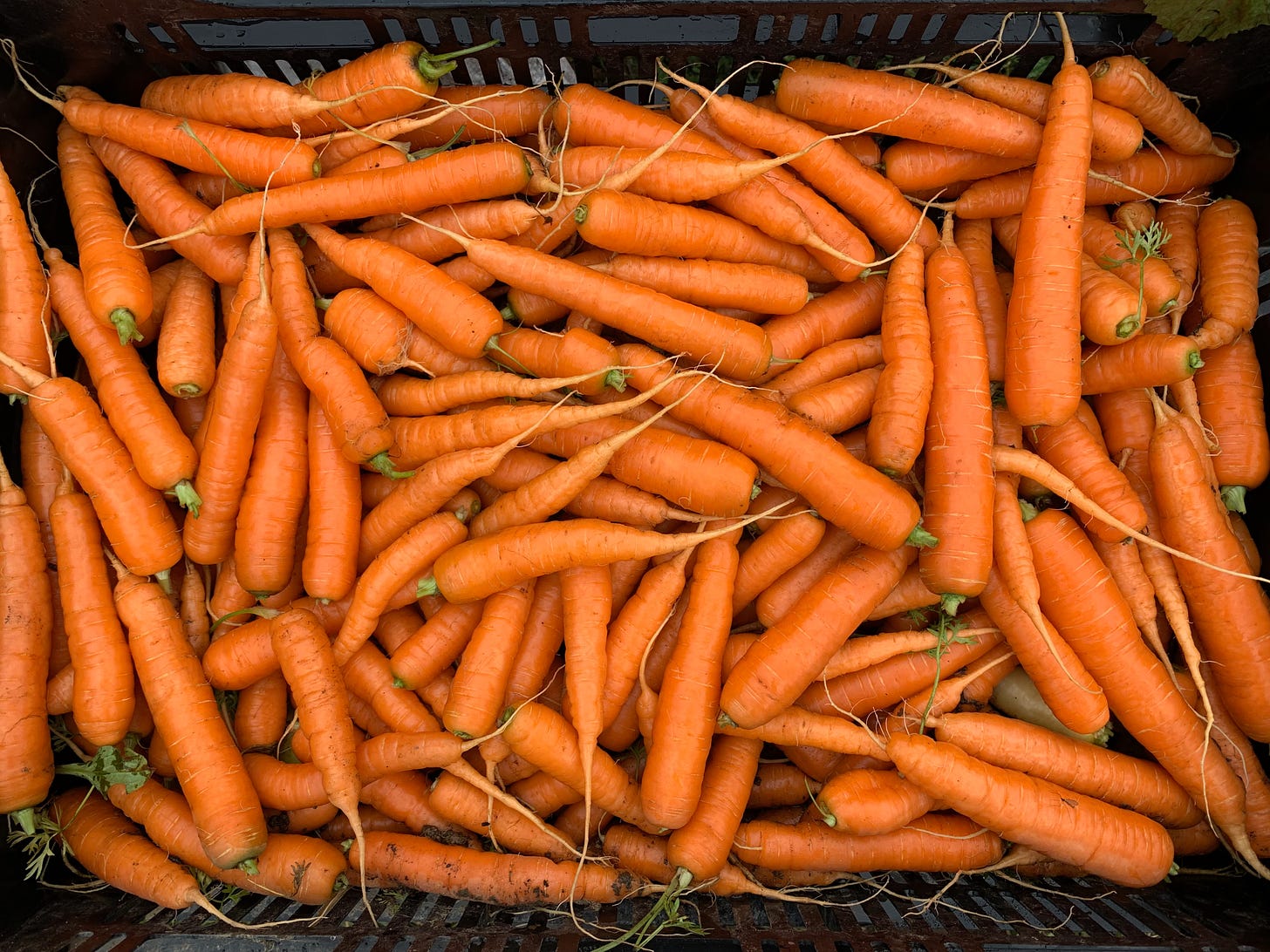 a crate filled with loose carrots