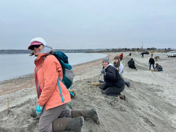 Dune Restoration: Save the Bay revitalizes dunes at Easton’s Beach and across the Ocean State