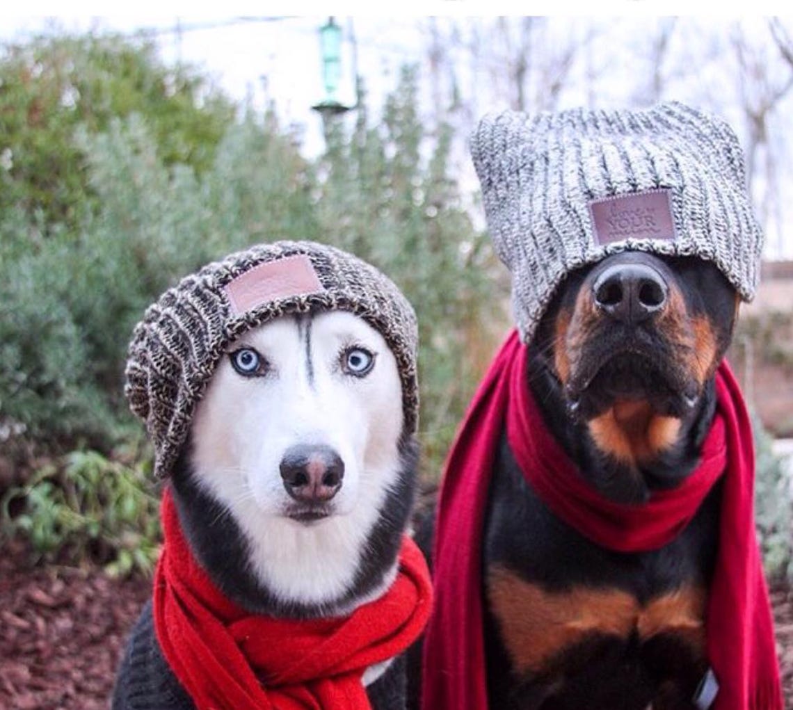 27 Hilarious Memes of Dogs Wearing Hats - Tail Threads