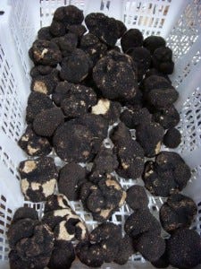 Summer black truffles--but still pretty darned tasty.