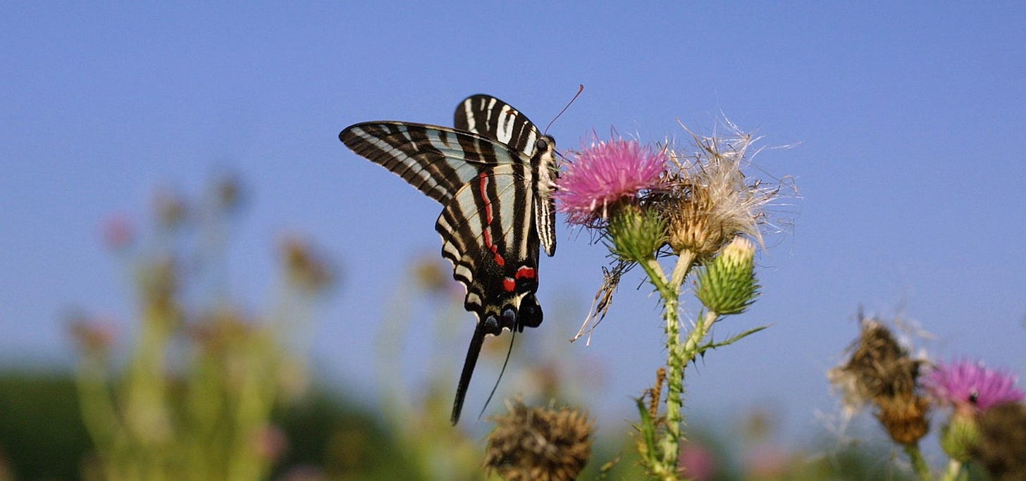 A butterfly with zebra stripes of black and white with small bright red markings at the base of its wings is shown alighting on a pink flower