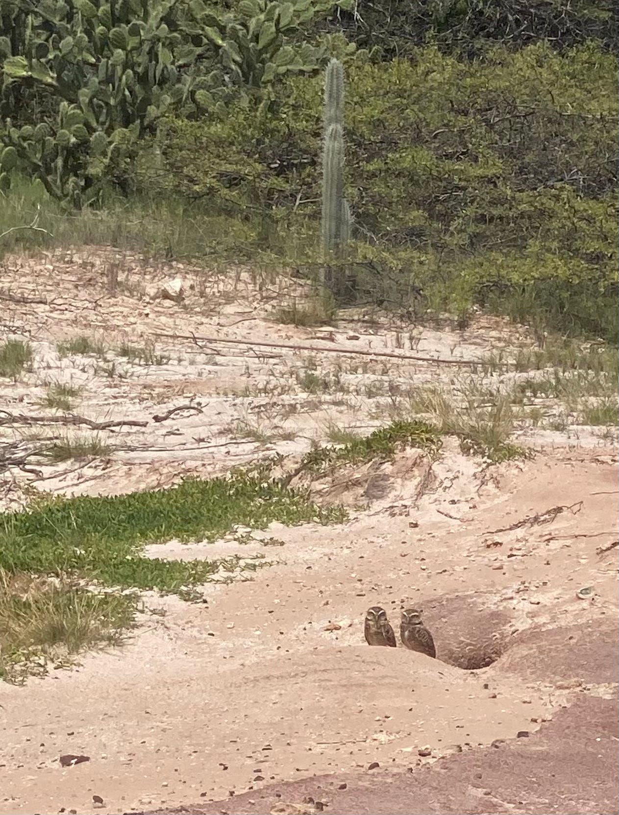 Photo of reddish dirt and greenery behind it, an arid landscape, with a hole in the ground and two tiny burrowing owls perched just outside it on the ground. These are the Shoco, burrowing owls endemic to Aruba. They are about the size of robins, and appear small against the surrounding landscape.