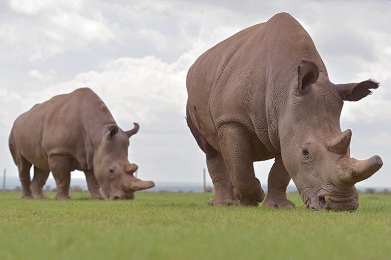 Why stem cells might save the northern white rhino