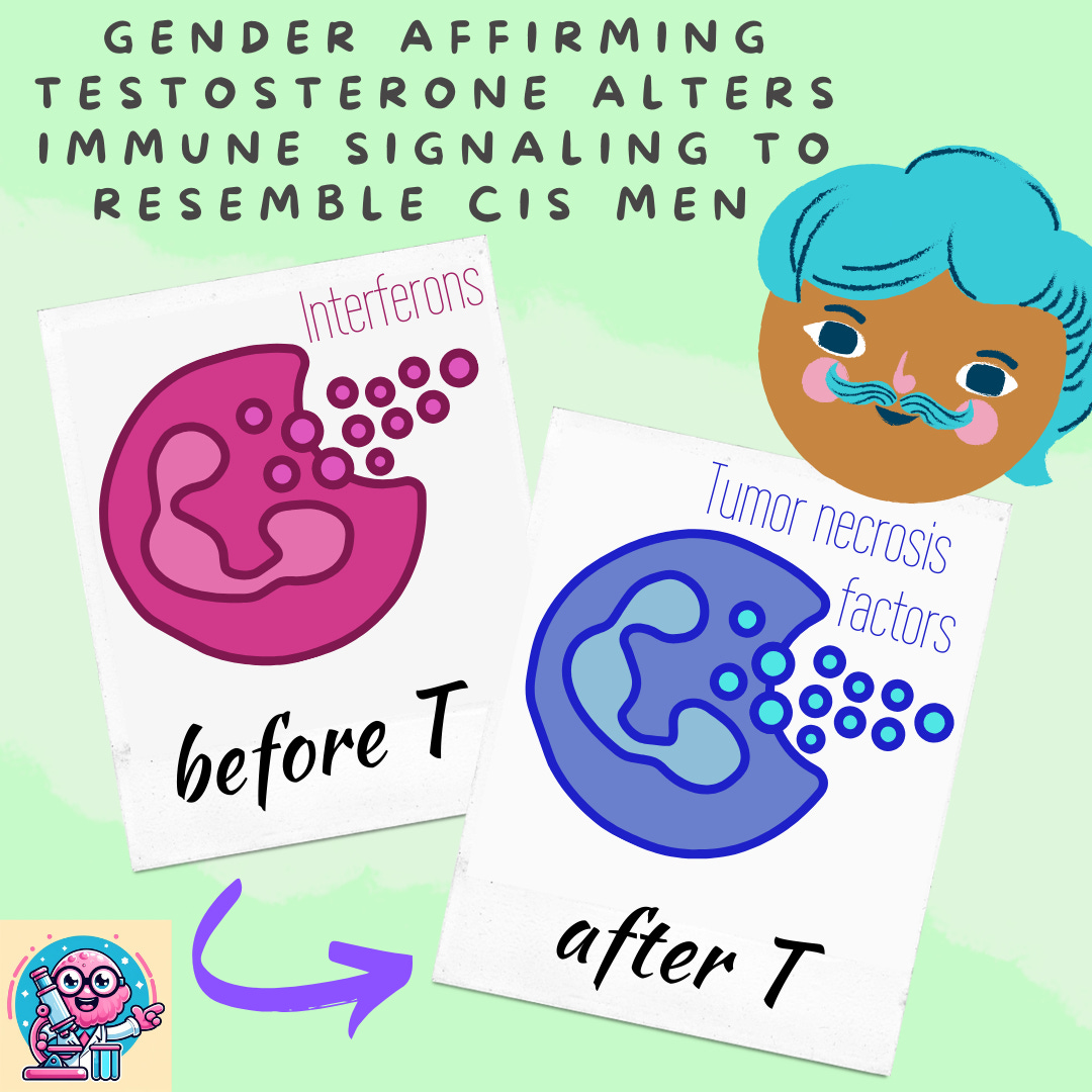 Coral green background. All-caps heading at the top reads in back text: “GENDER AFFIRMING TESTOSTERONE ALTERS IMMUNE SIGNALING TO RESEMBLE CIS MEN.” Below on the right is a cartoon of a smiling transmasc with blue hair and rosy cheeks. Below are two white boxes resembling polaroid photos. They are separated by a curved purple arrow. The one on the top left has a magenta cartoon of an immune cell. The word “Interferons” is written above the cartoon in magenta. Below in black script reads:  “before T.” The image on the bottom right has a blue cartoon an immune cell. The words “Tumor necrosis factors” is written above in blue.  Below in black script reads: “after T.” The bottom left hand corner of the image has the QSL logo.