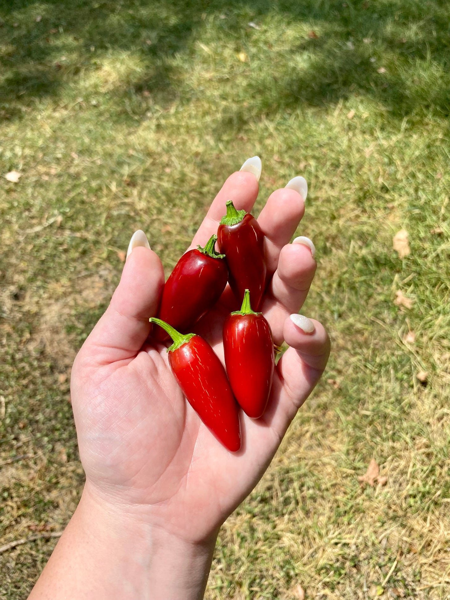 Charlotte's hand (white skin, long white nails) holding four red jalapenos against a backdrop of green grass