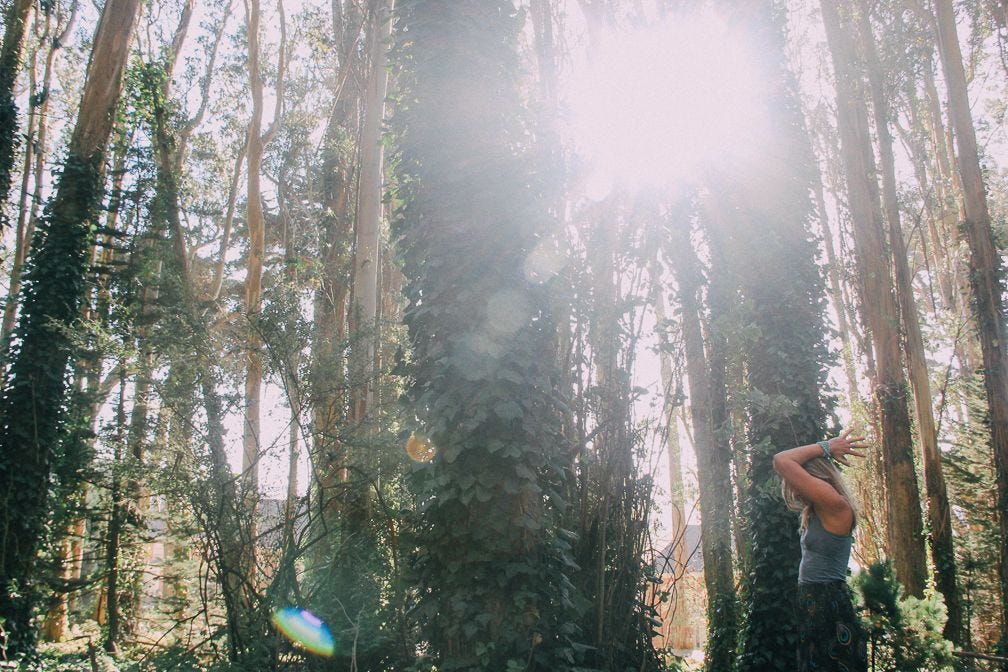 picture of redwoods and sunlight shining through branches