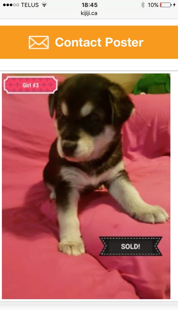 Screenshot of an online classified ad for a puppy, showing a photo of a black and white husky shepherd mix on a pink blanket.