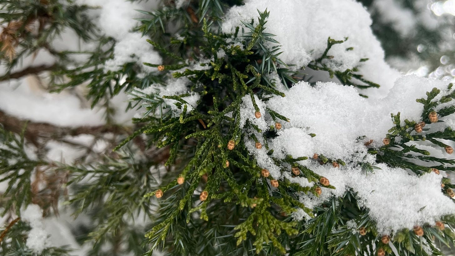a close-up of snow on our red cedar tree