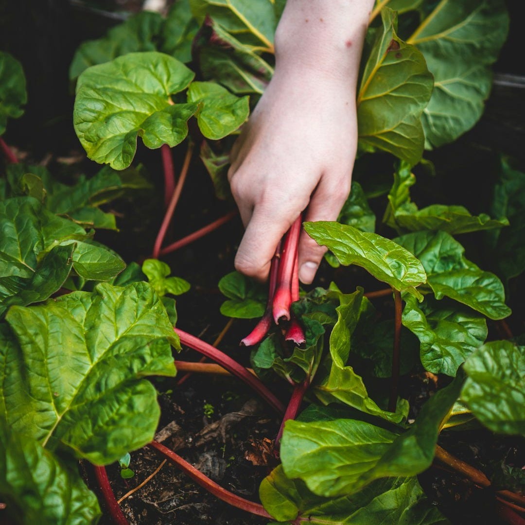person holding red chili plant person holding red chili plant