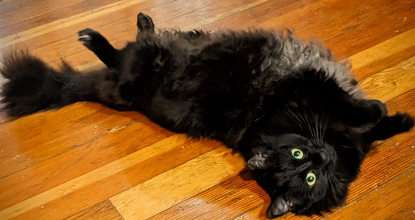 Photo of a long, large black long-haired cat with yellow eyes staring into the camera.