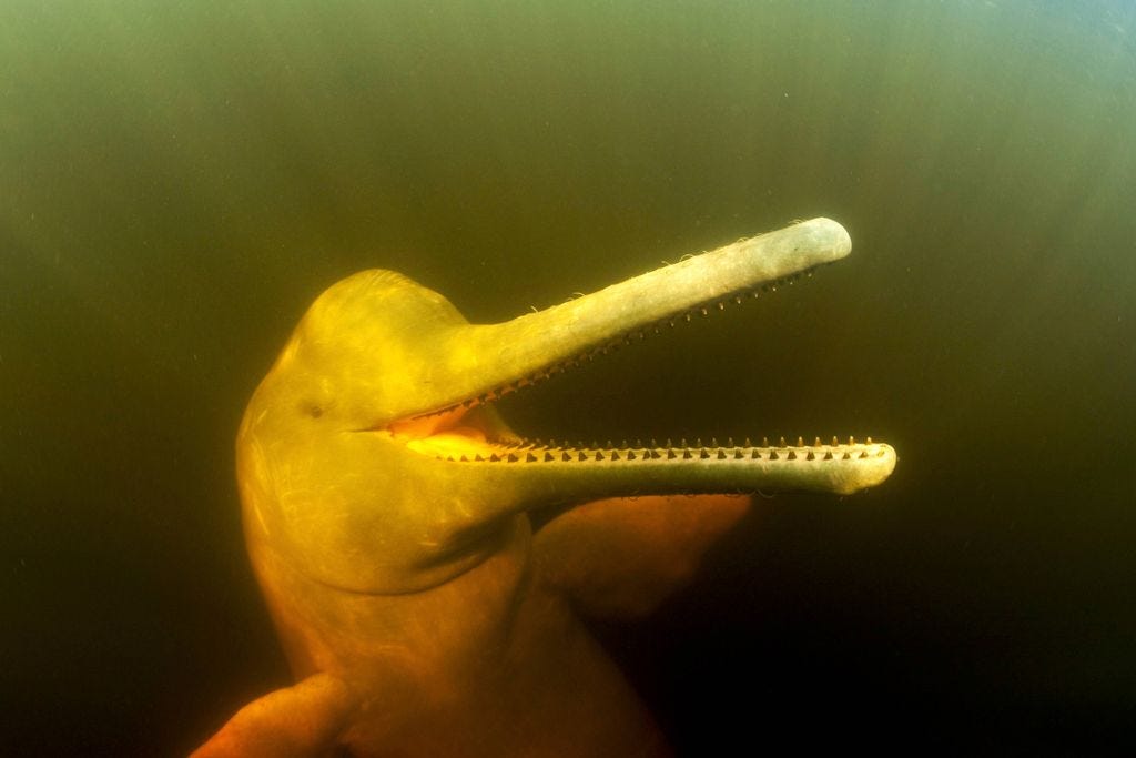 A pink river dolphin in Rio Negro. The animals are the face of the Amazon.