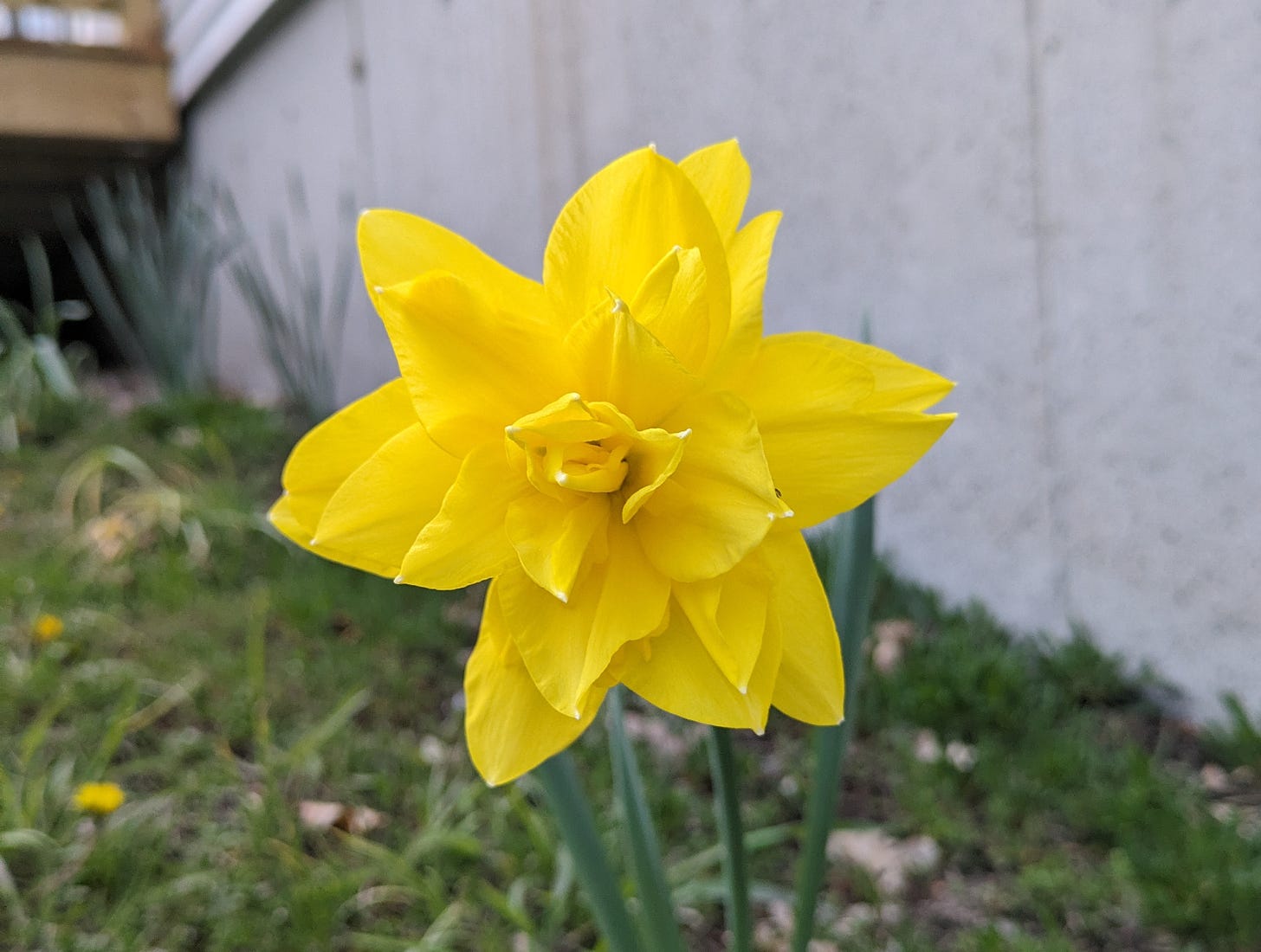 Portrait photo of a daffodil