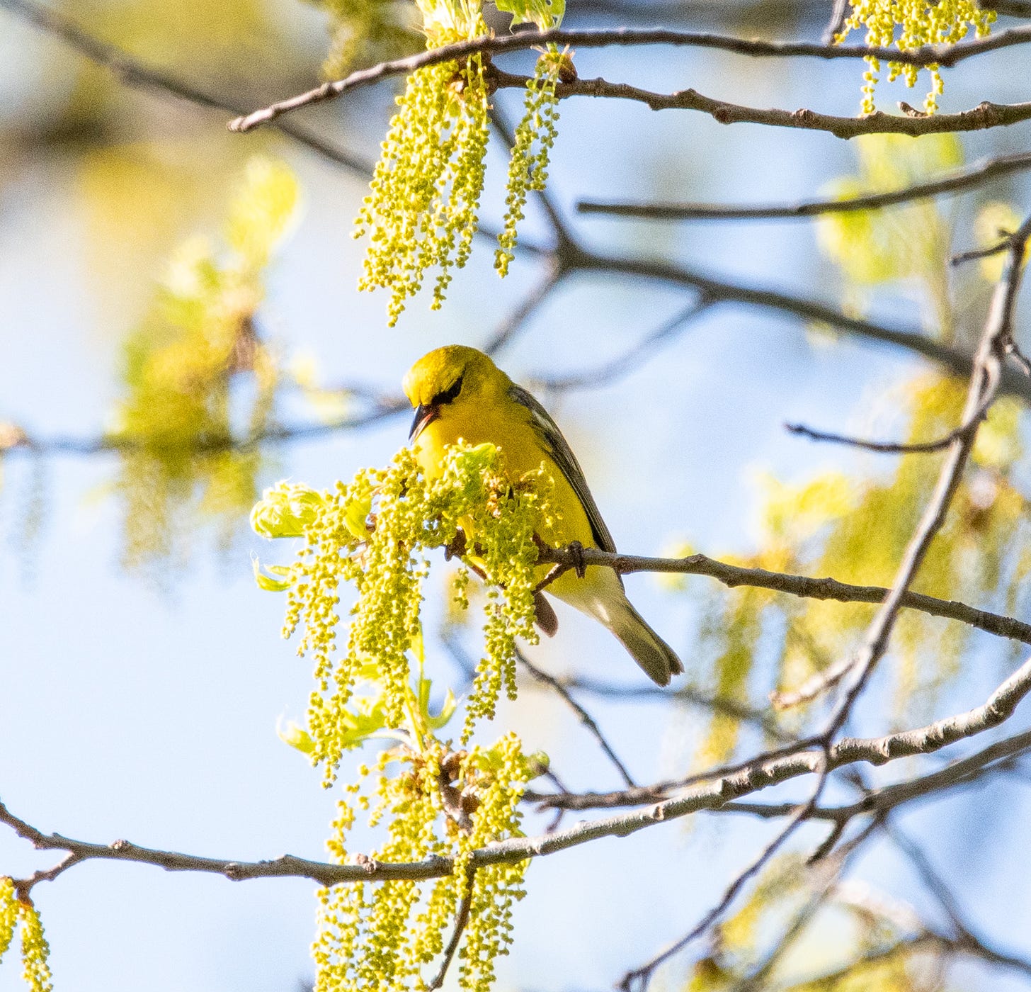 A small yellow bird with a sharp black eyeline and bluish wings sits in front of a bouquet of oak flowers