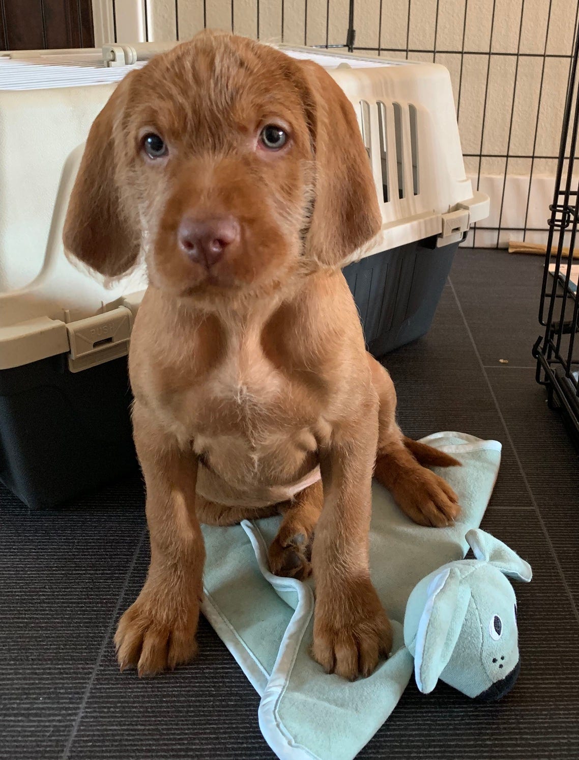 A puppy sitting on a blanket AI-generated content may be incorrect.