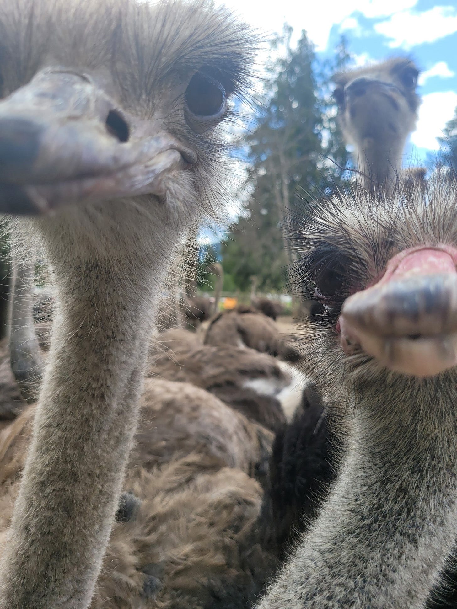 May be an image of flightless bird