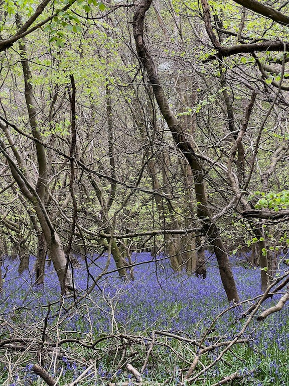 Photo by Author — Bluebells (Hyacinthoides non-scripta) in my local wood