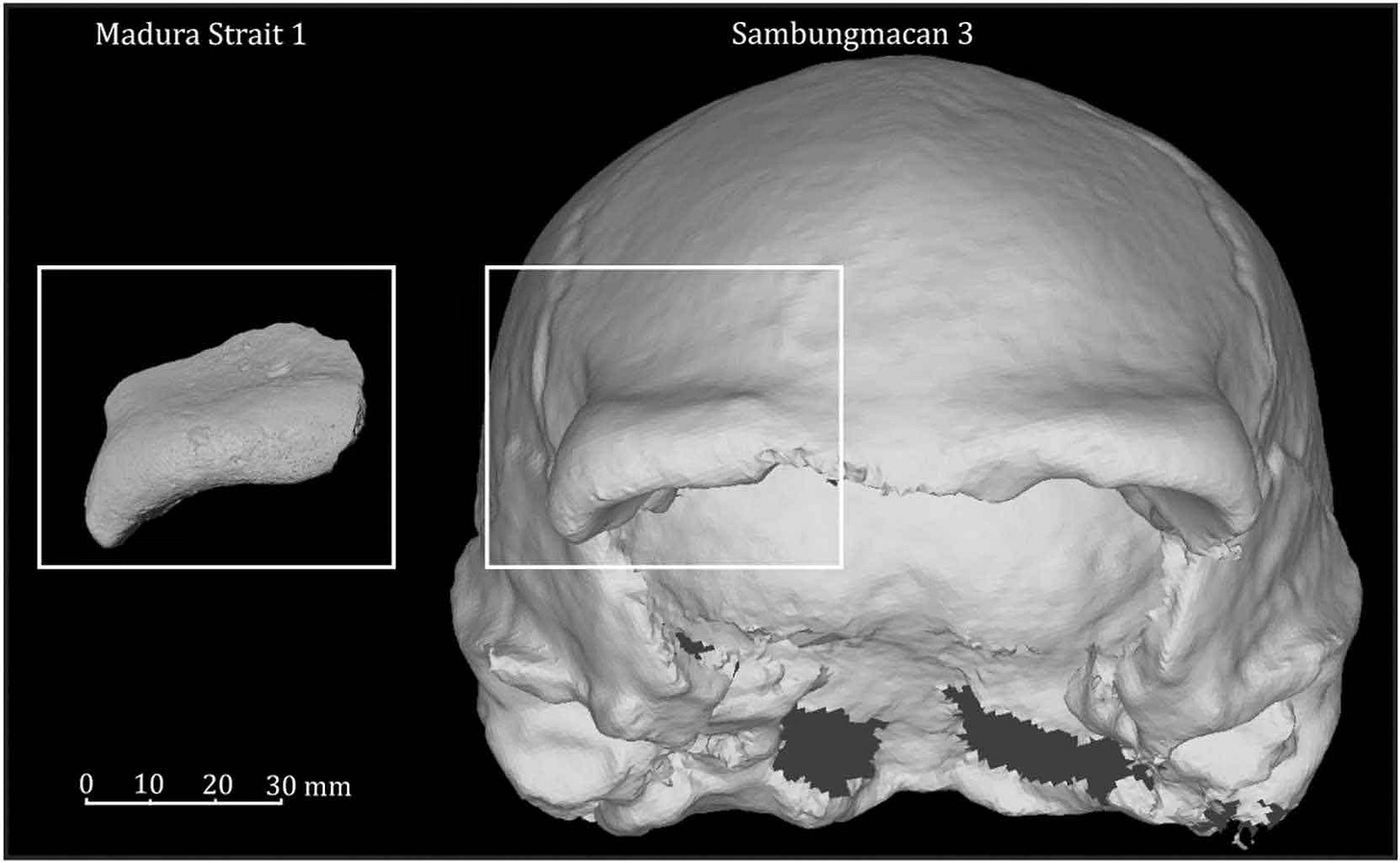 Madura Strait 1 fossil frontal bone compared with Sambungmacan 3 skull Madura Strait 1 fossil frontal bone compared with Sambungmacan 3 skull