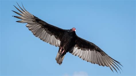 Turkey Vulture Flying Through The Skies - Fuji XT-30 w/ 100-400mm : r ...