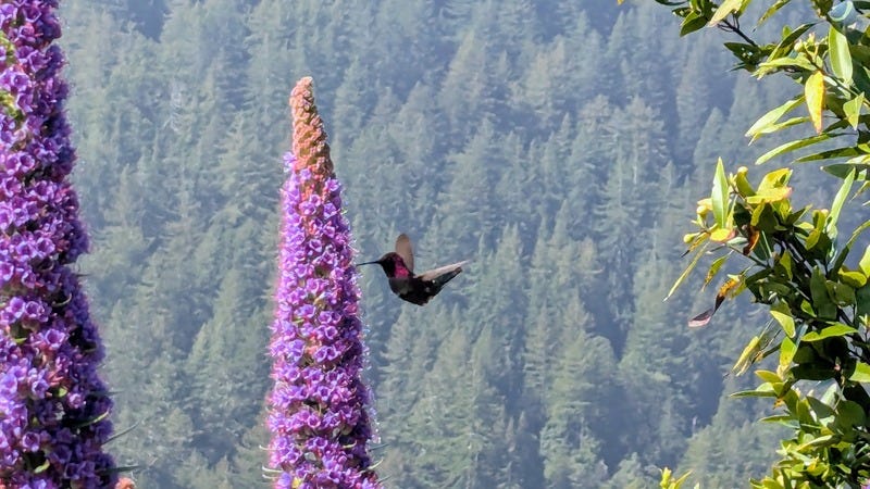 A hummingbird drinking from a tall purple flower