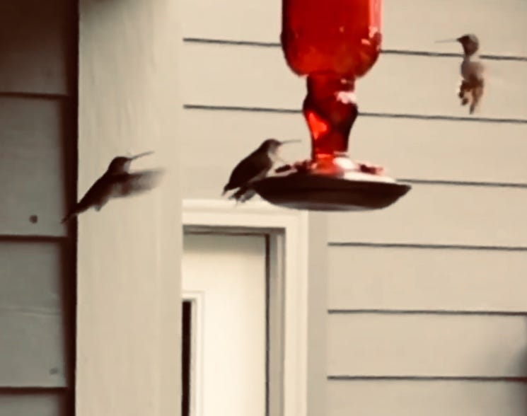 hummingbirds.jpg