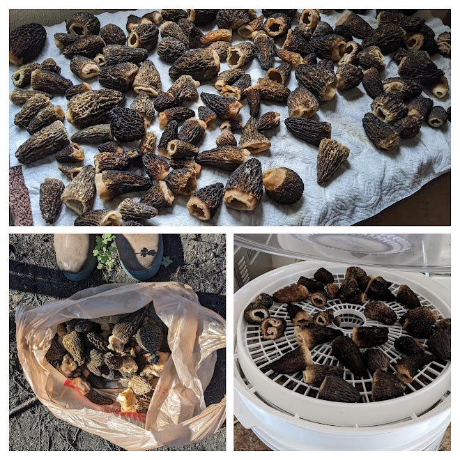 scenes of the morel processing