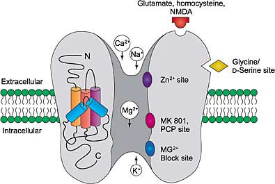 NMDA1