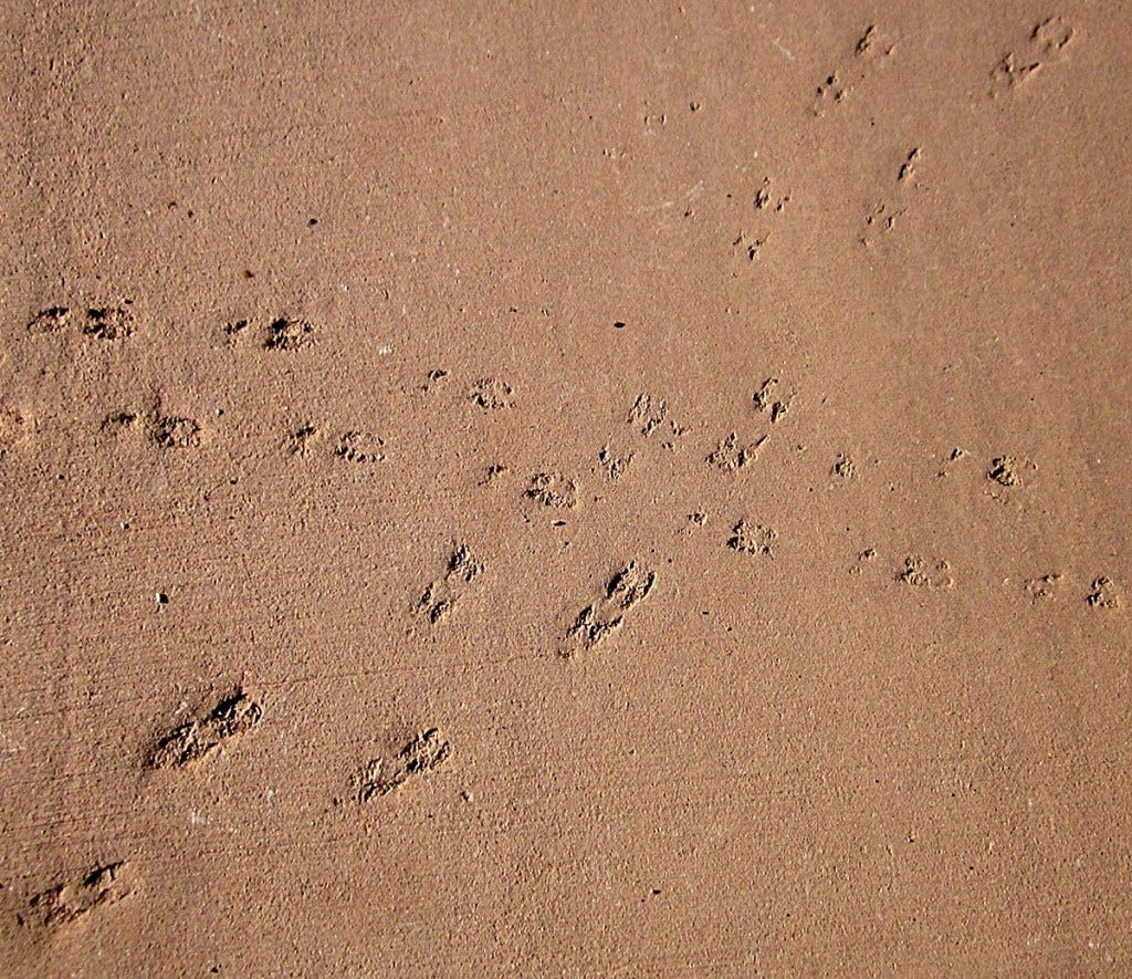 Two sets of animal tracks crossing one another in the sand.