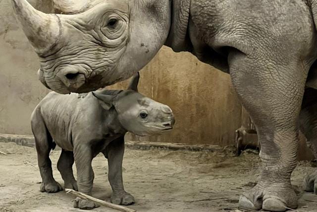 Kansas City Zoo Welcomes Critically Endangered Eastern Black Rhinoceros Calf:  'We Are Thrilled'