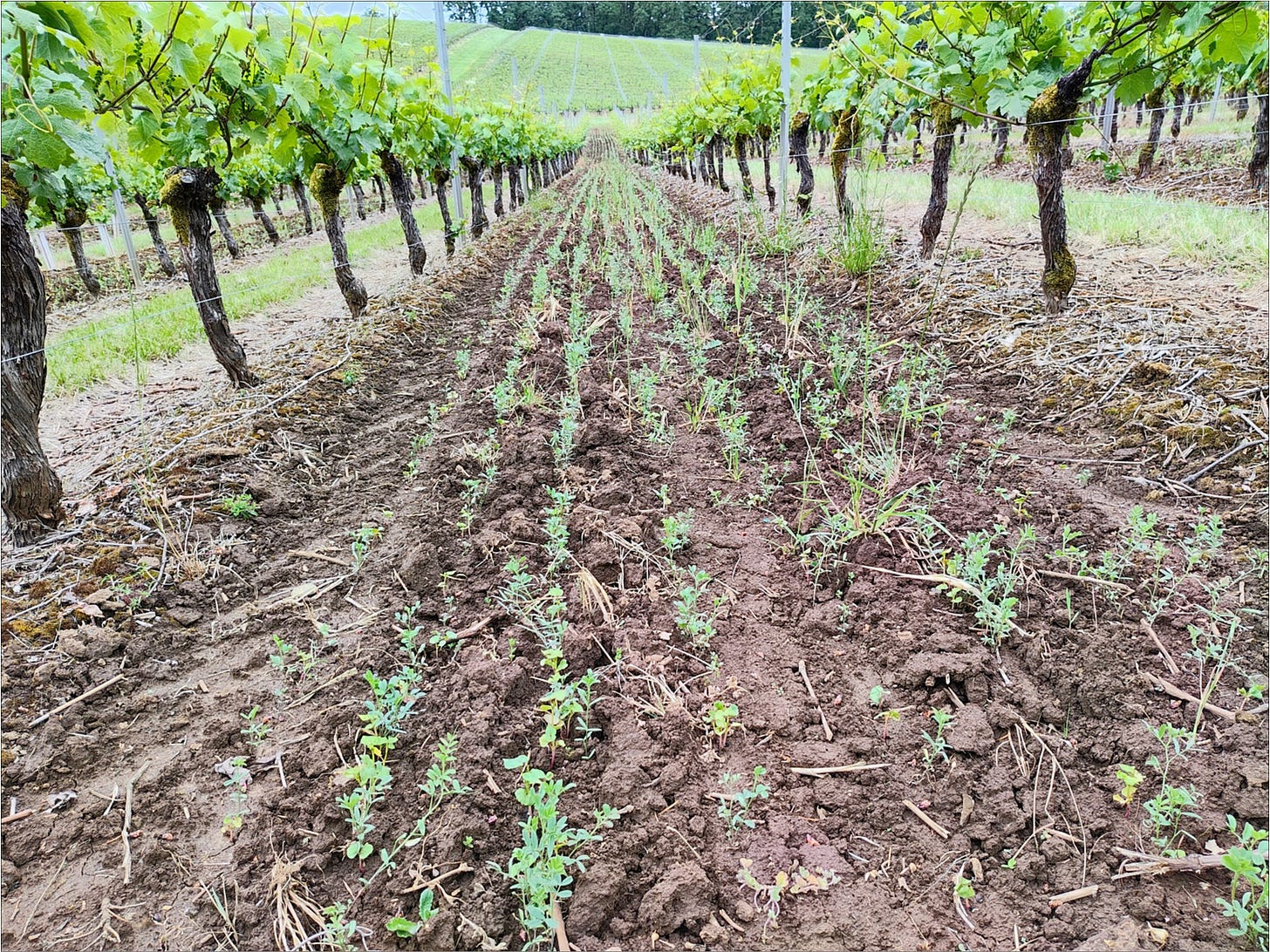 Vetch and buckwheat cover crop sprouting between the vine rows. 