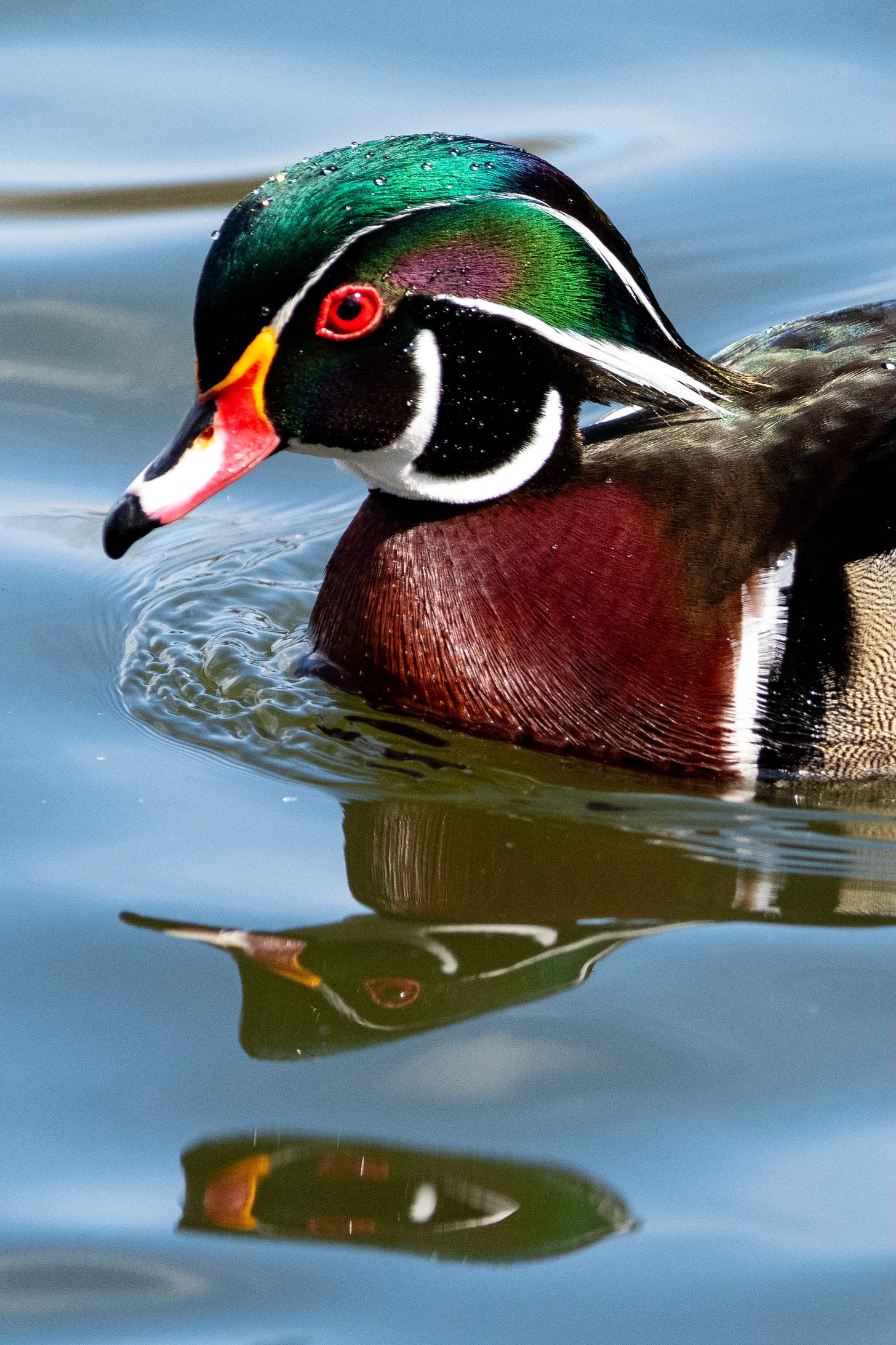 A duck with a green crest, a red eye, and a plum breast is reflected twice in water it swims through.