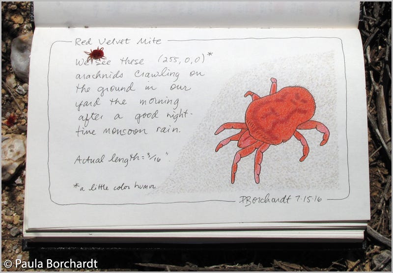 Real live Red Velvet Mite crawling on my Red Velvet Mite drawing (pen & colored pencil)