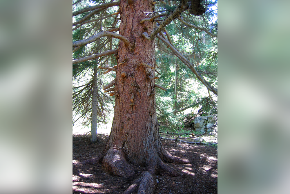 Lower part of a tall, thick-trunked pine tree with spreading limbs. A few above-ground roots curl into themselves like the paws of a cat.