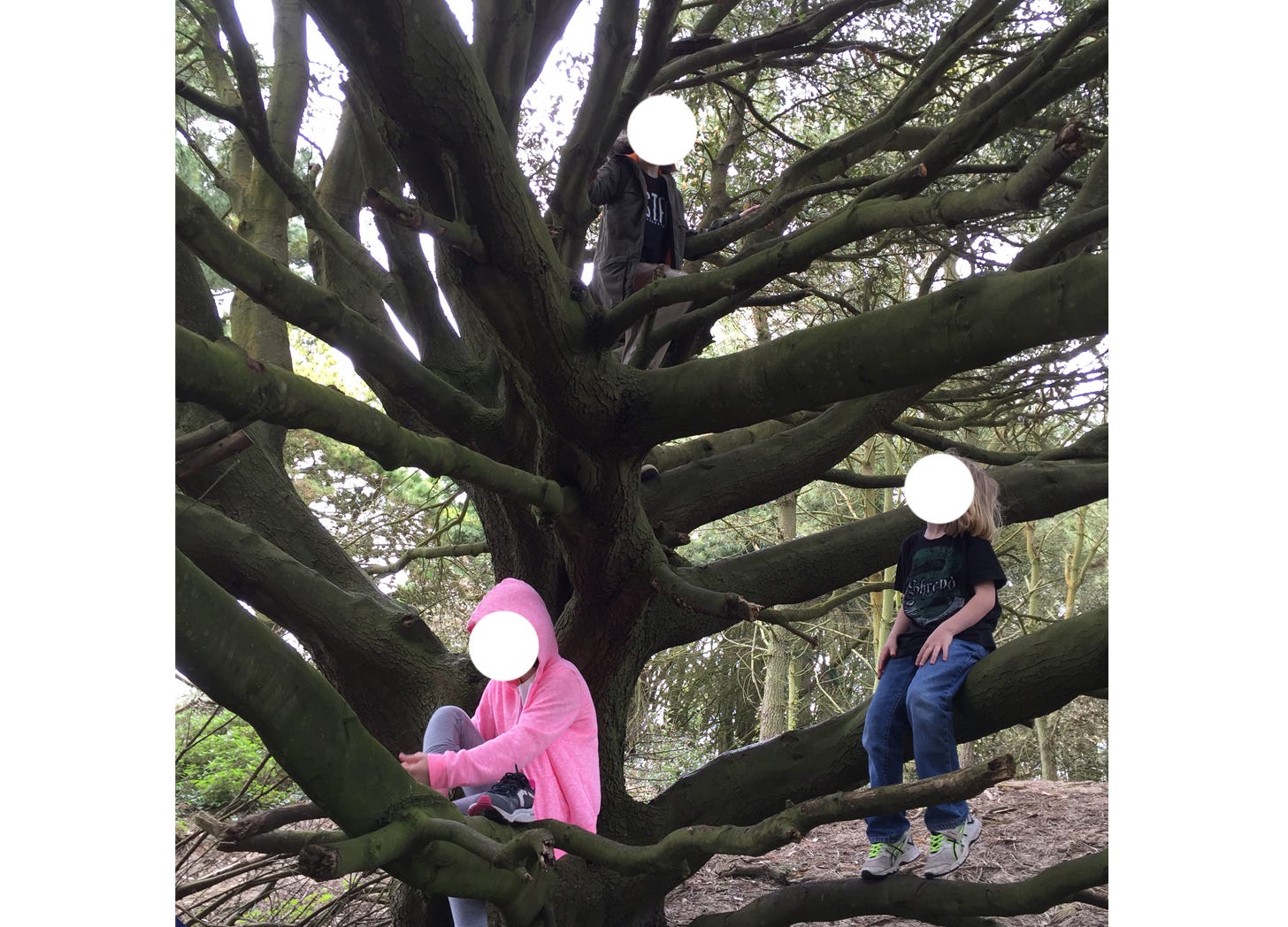 Three children in the branches of a tree