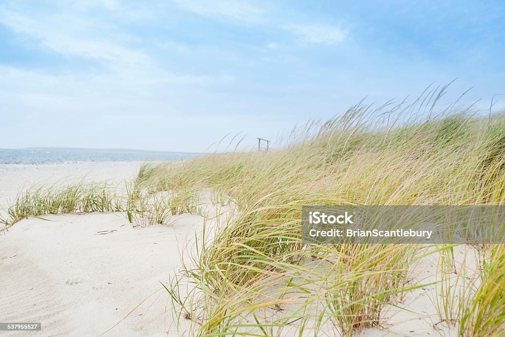 Windswept beach, típico Cape Cod medio ambiente costero. - Foto de stock de Playa libre de derechos