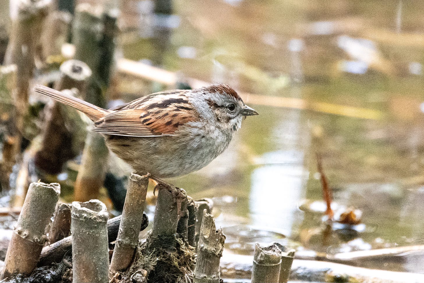 A portly sparrow with a rufous cap and a lightly streaked chest looks out over marshy water