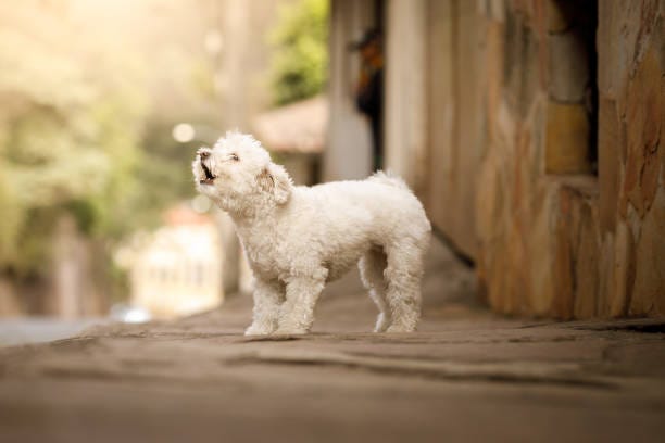 Dog barking on street Street dog. barking dog stock pictures, royalty-free photos & images