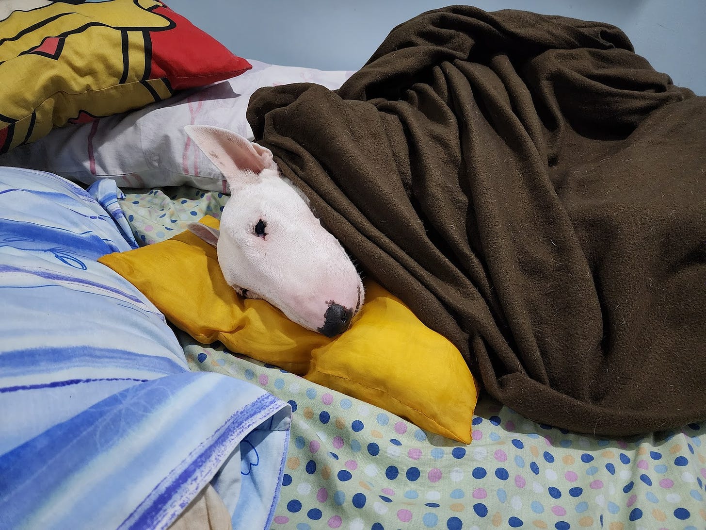 Dakila wrapped in a brown blanket surrounded by pillows