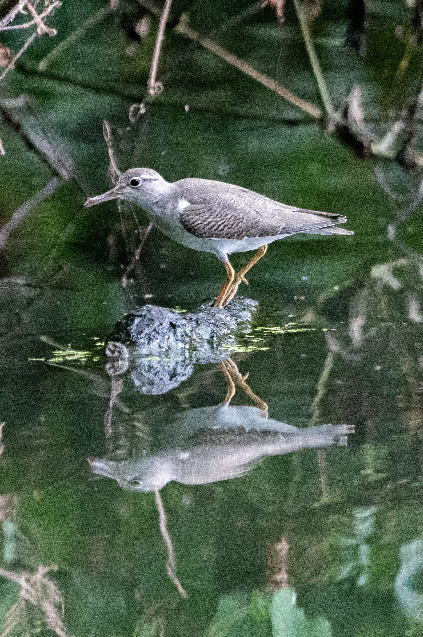 A bird with gray-barred wings, a white breast, and yellow legs stands on a mucky log above its reflection in water