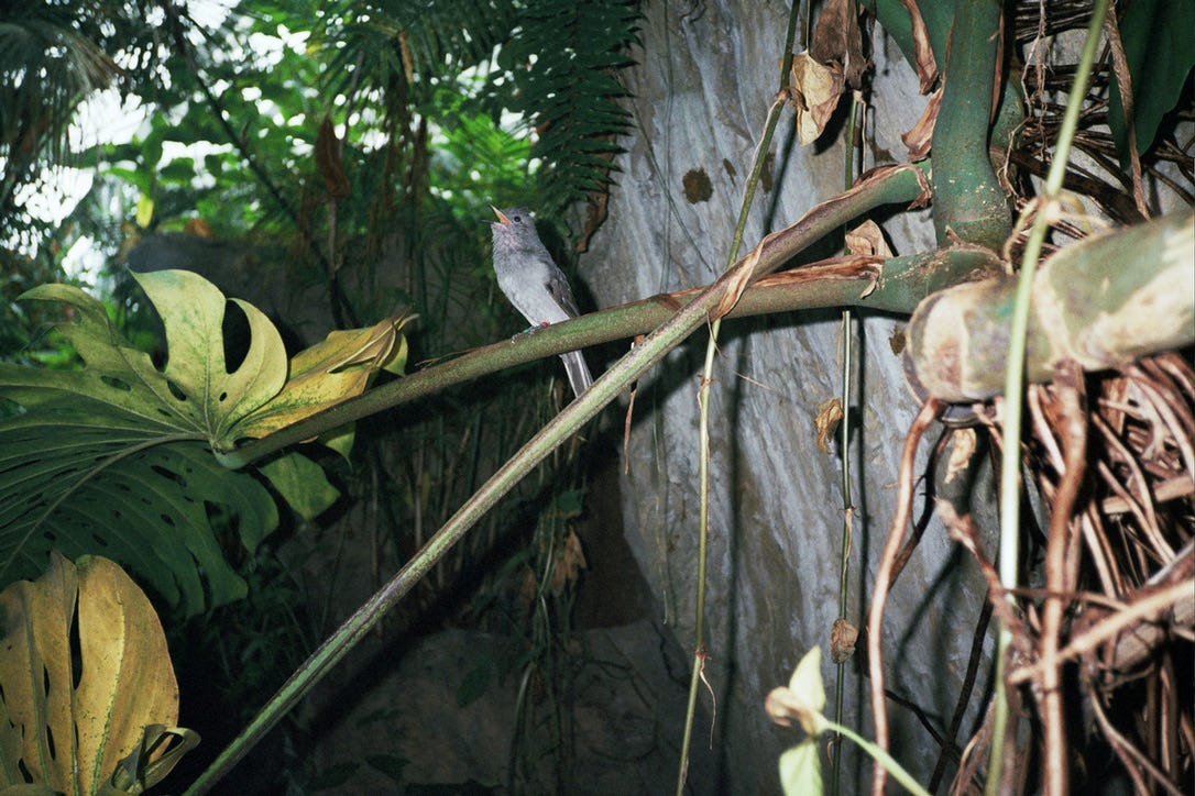 Greenery and plants, and in the center of the frame, a medium-sized gray bird sits on a monstera stem with his mouth thrown wide open: singing, or rather, screaming.