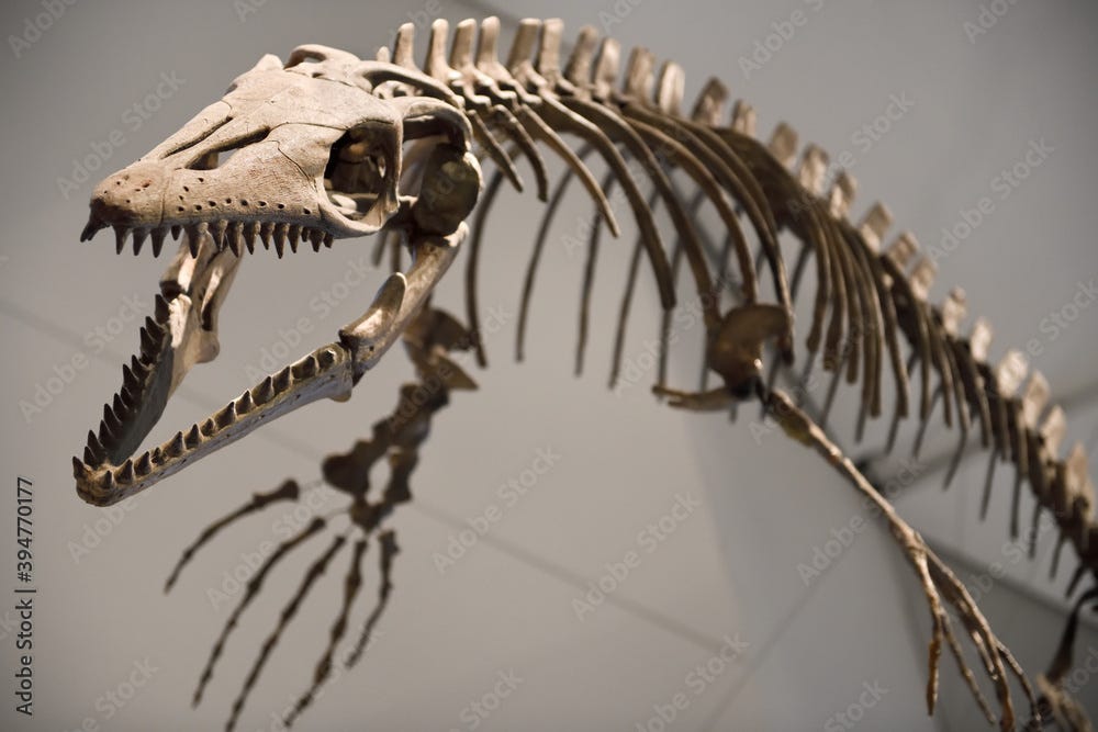 Platecarpus coryphaeus an 83 million year old mosasaur fossil from Kansas  at the dinosaur exhibition at the Toronto ROM Crystal addition Toronto,  Canada - February 20, 2018 Stock Photo | Adobe Stock