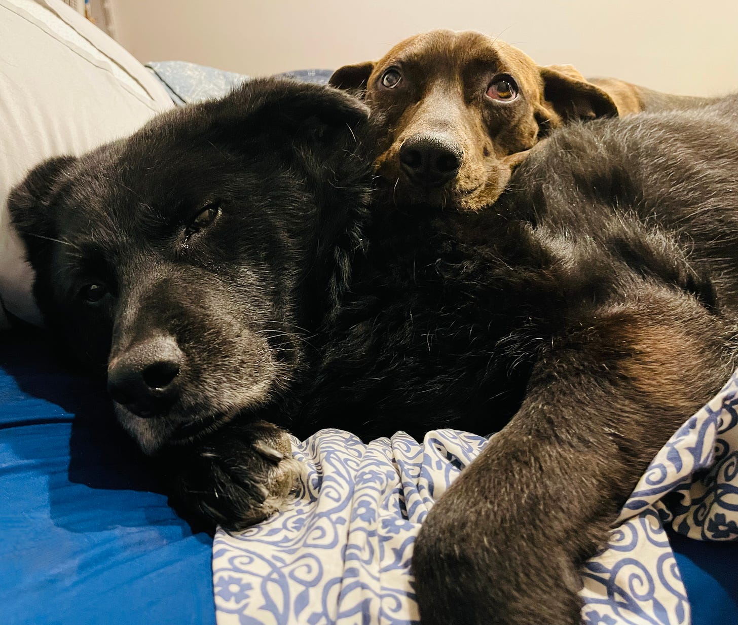 Dog on a bed, another dog has her head on his shoulder. 