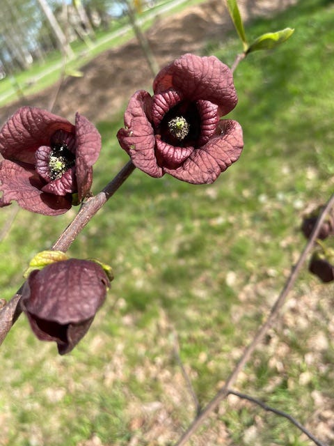 Paw Paw blooms 