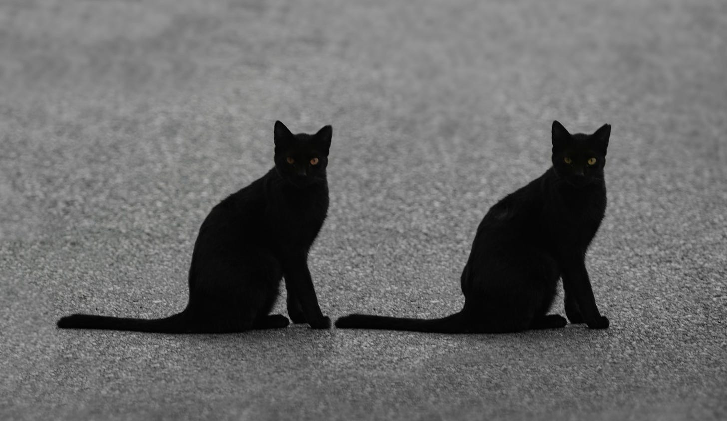 Una coppia di gatti neri l'uno accanto all'altro, messi di profilo, nella stessa posizione, guardano in macchina. Sfondo di asfalto grigio sfuocato.