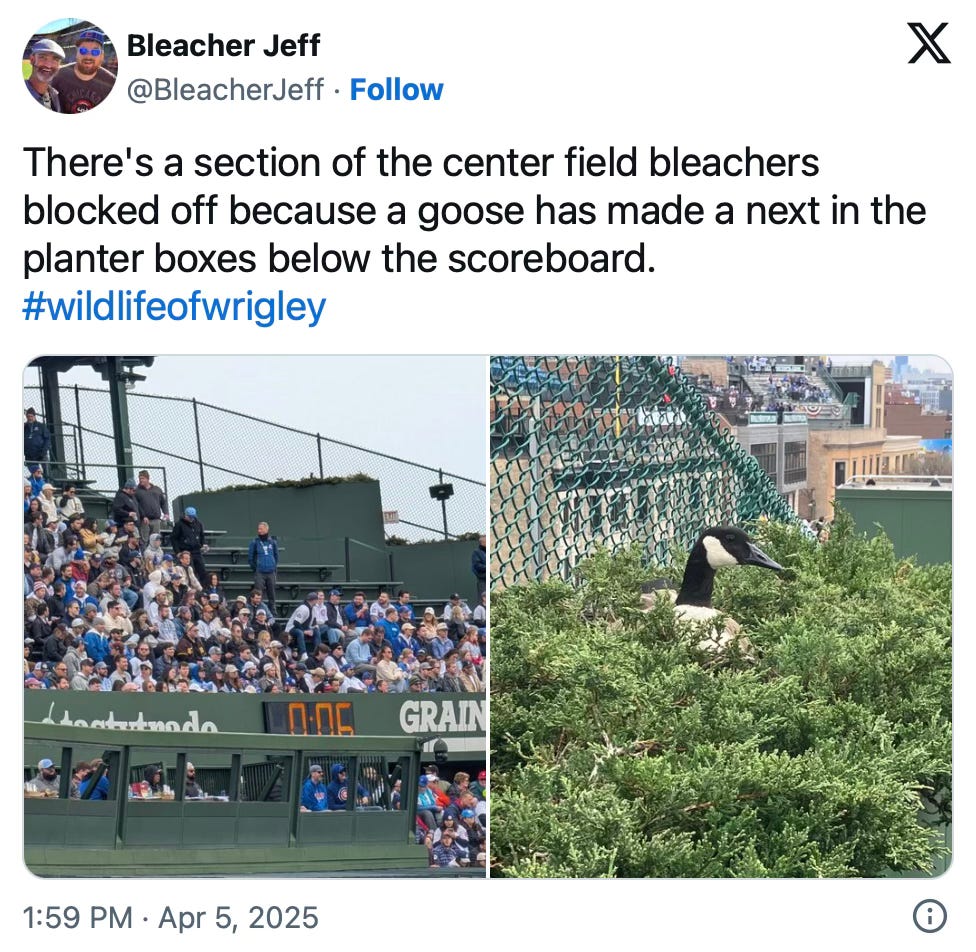 A tweet showing the Wrigley Goose nesting in a juniper bush under a scoreboard